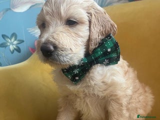 Goldendoodle dogs Beautiful F2 Goldendoodle Puppies ready 19th Dec - Advert 6