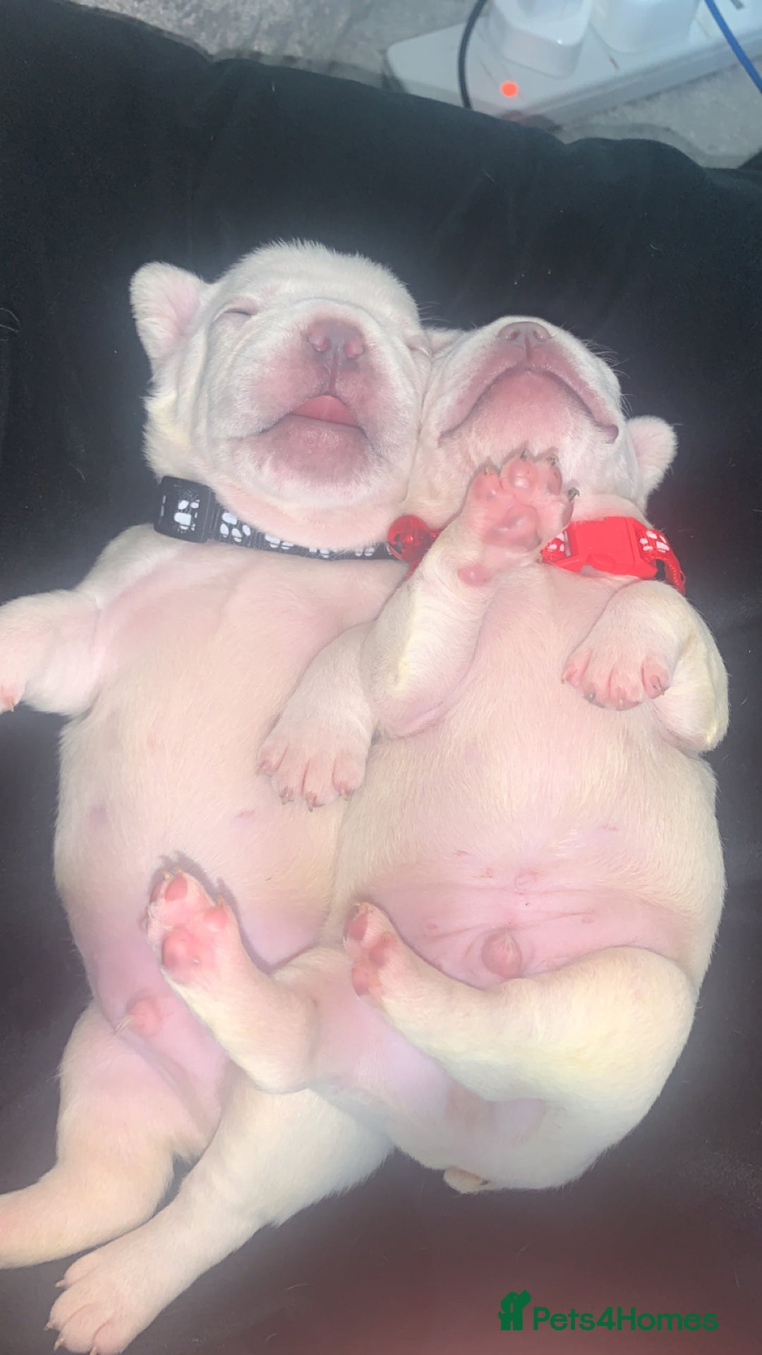 French Bulldog dogs for sale: French bulldogs  - Image 2