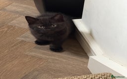 Mixed Breed cats for sale: Beautiful Chocolate Boy - Image 1