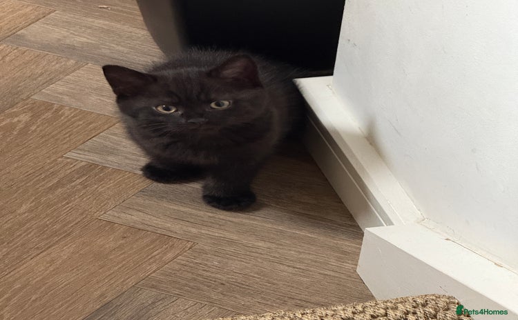Mixed Breed cats - Advert 4