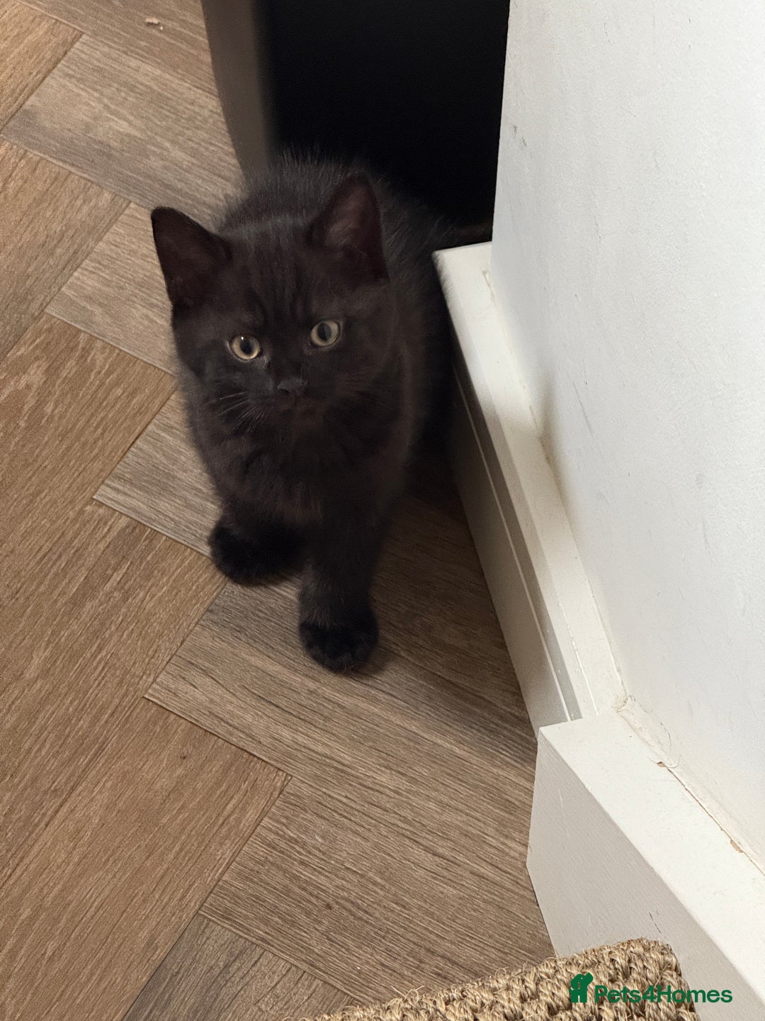 Mixed Breed cats for sale: Beautiful Chocolate Boy - Image 1