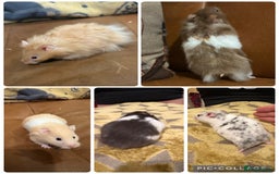 Hamster rodents for sale: Beautiful Syrian hamsters - super friendly  - Image 1