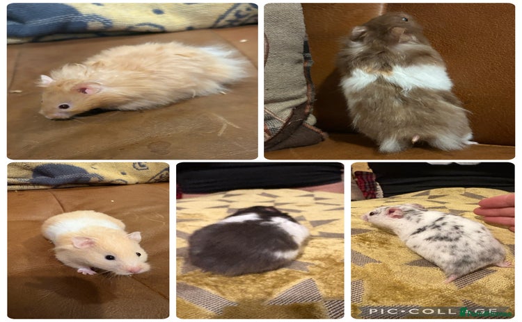 Hamster rodents - Advert 13