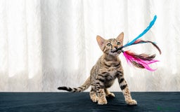 Bengal cats for sale: Bailey-TICA Bengal Girl, Excellent Genetic & Look - Image 4