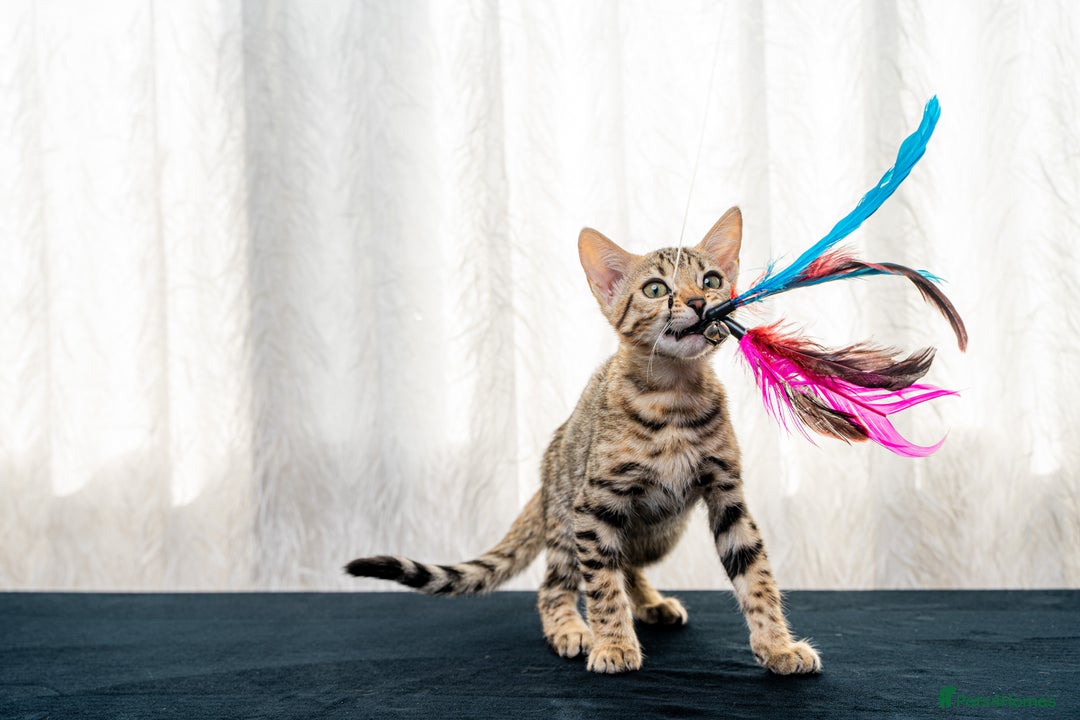 Bengal cats for sale: Bailey-TICA Bengal Girl, Excellent Genetic & Look - Image 4
