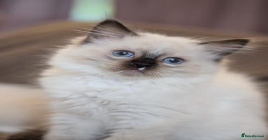 Ragdoll cats - Advert 5