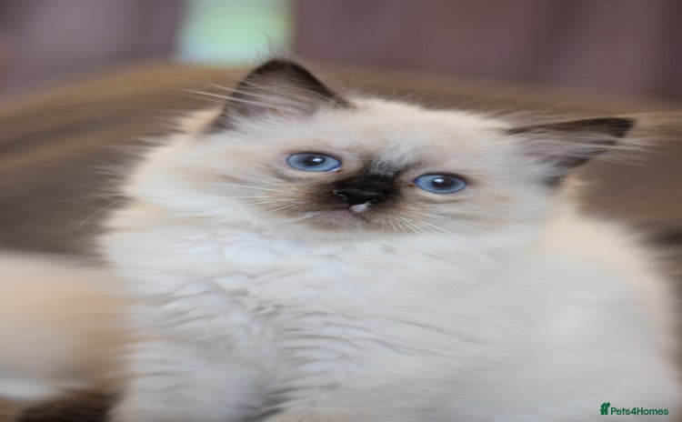 Ragdoll cats - Advert 11