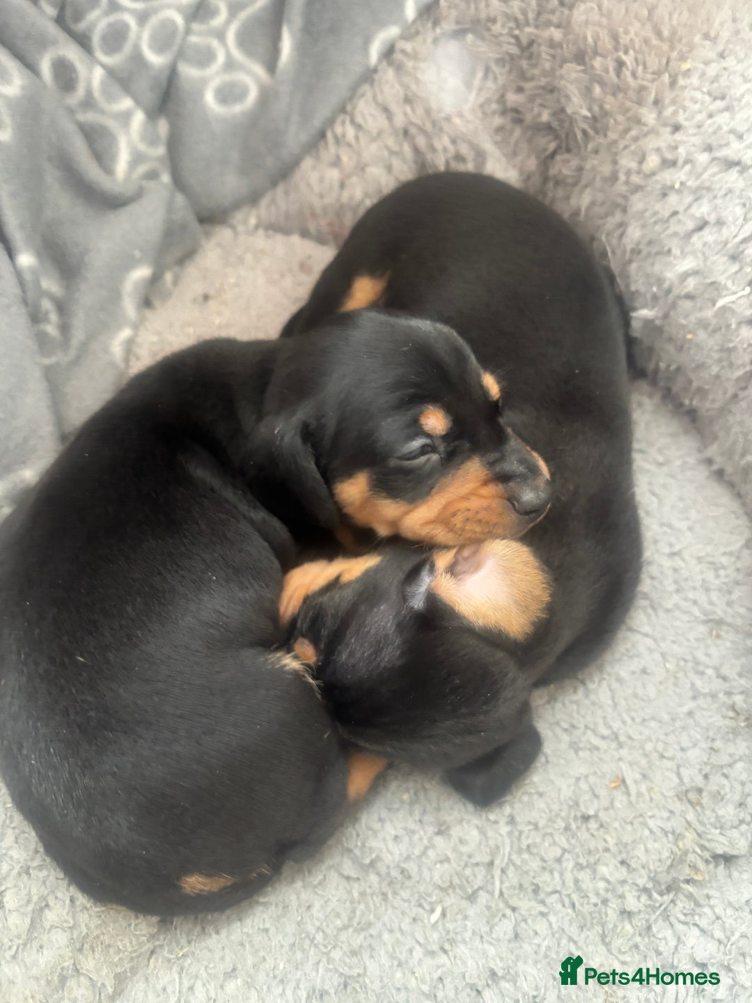 Miniature Dachshund dogs for sale: Blue/tan/dapple KC registered miniature dachshunds in Heywood - Image 25