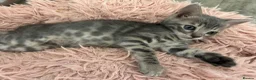 Bengal cats for sale: Female Blue & Black Smoke TICA Bengal kittens  - Advert 7