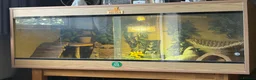 Bearded Dragon reptiles for sale: Bearded Dragon & Full Setup - Advert 3