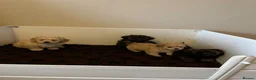 Shihpoo dogs for sale: Shihpoo puppies  - Advert 6