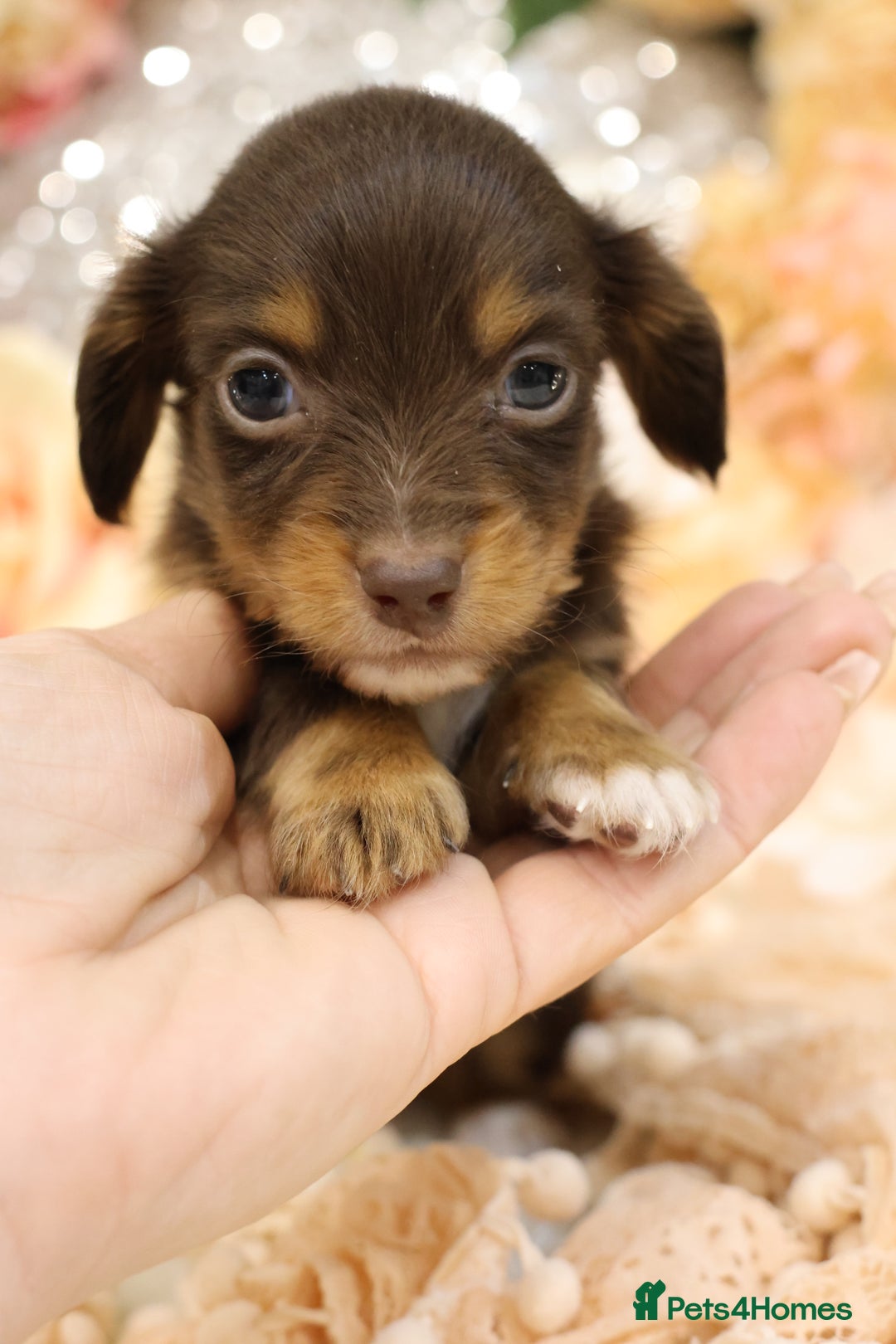 Miniature Dachshund dogs for sale: KC Longhair Miniature Dachshund Puppies - Advert 17