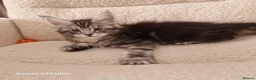 Maine Coon cats for sale: Kittens – Licensed Cattery (UK) 🐾 - Advert 10