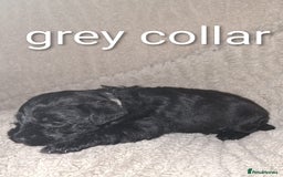 Miniature Schnauzer dogs for sale: 5 female miniature schnauzers - Image 16