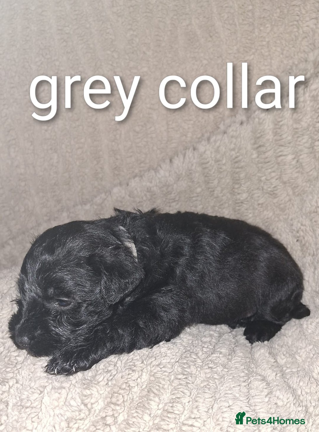 Miniature Schnauzer dogs for sale: 5 female miniature schnauzers - Image 16