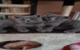 Scottish Fold cats for sale:  One Scottish fold another Scottish straight  - Image 3