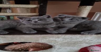 Scottish Fold cats - Advert 5