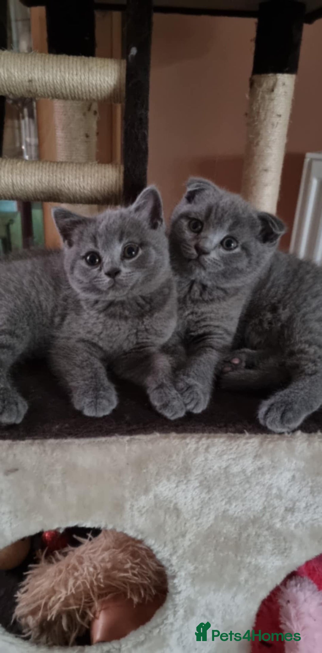 Scottish Fold cats for sale:  One Scottish fold another Scottish straight  - Image 3