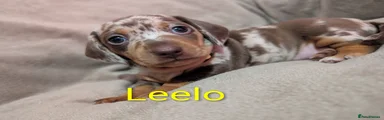 Miniature Dachshund Puppy - Leelo