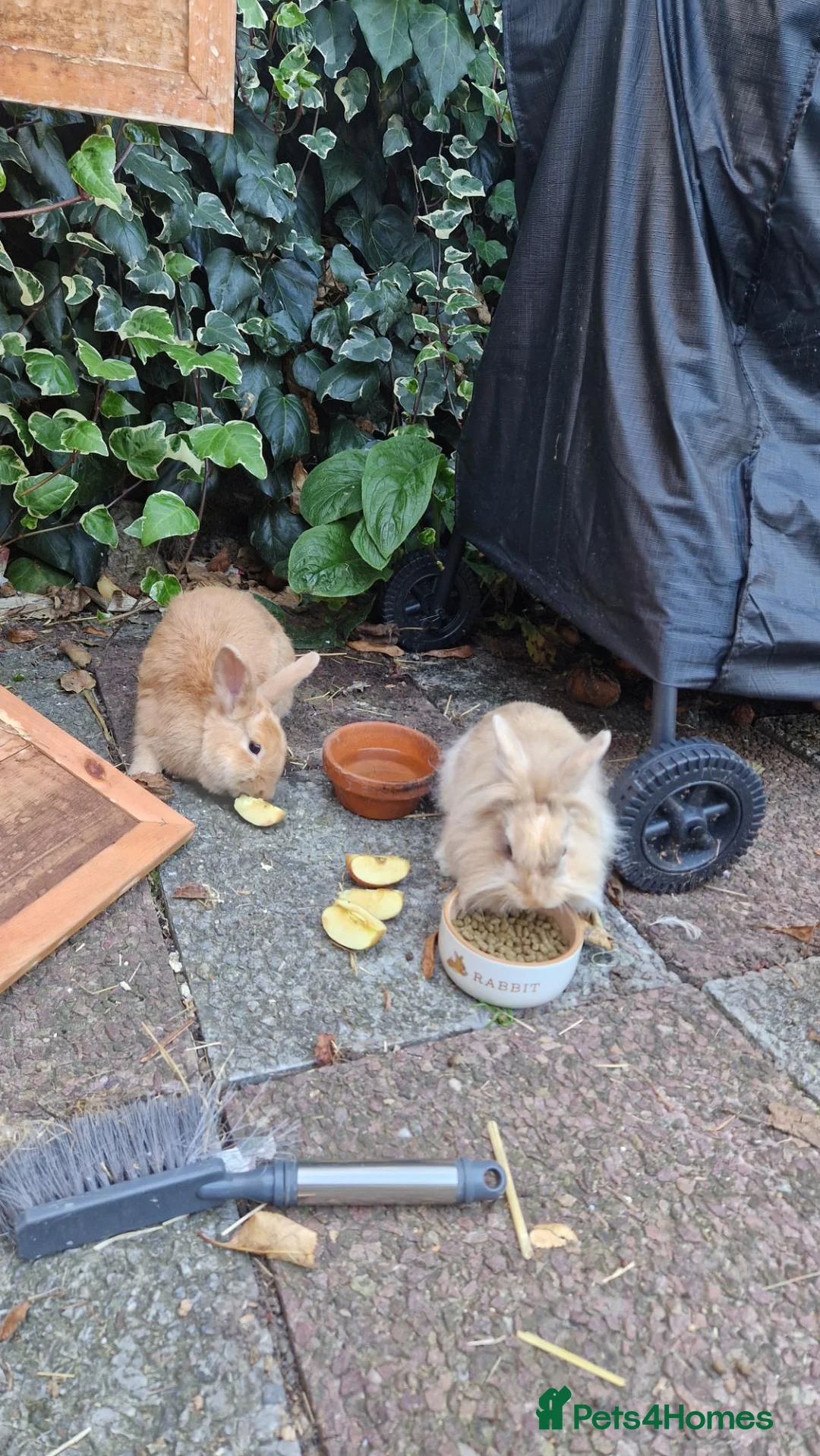 Lionhead rabbits for sale: 2 gorgeous tan bunnies in Great Yarmouth - Advert 2