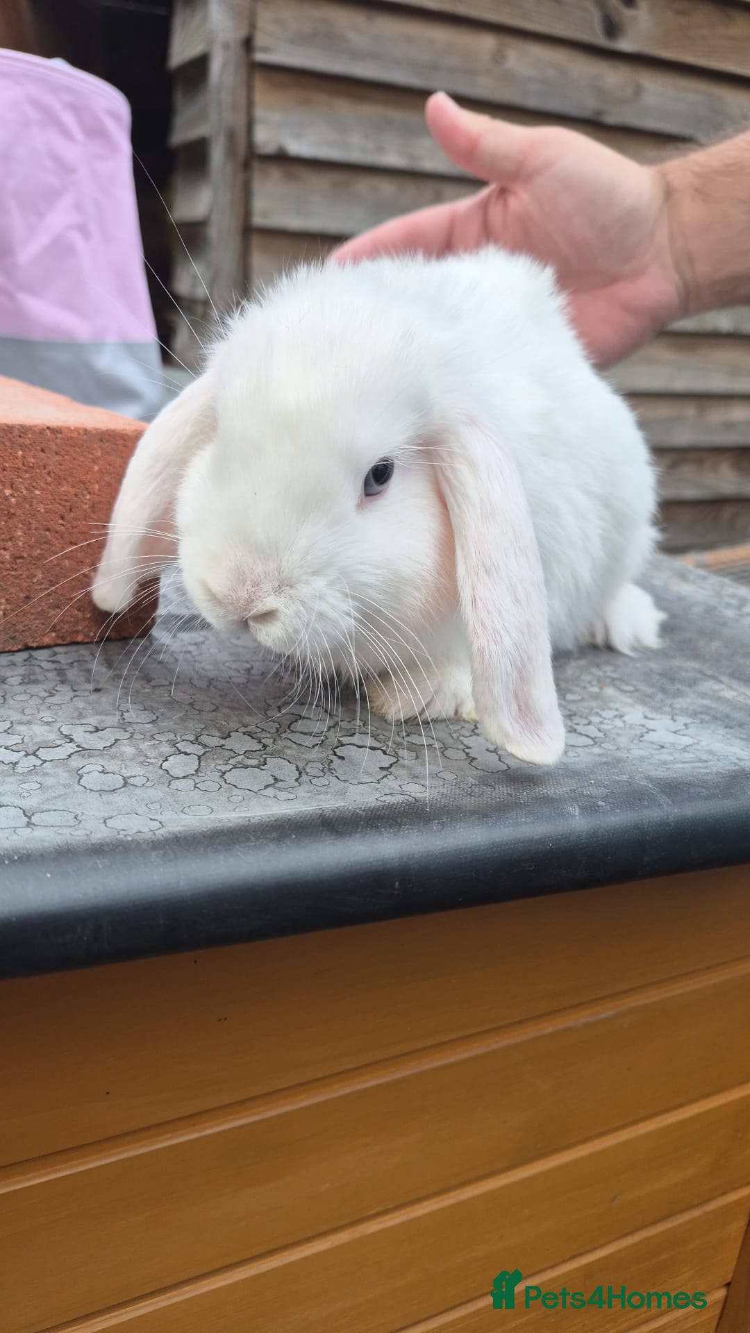 Mixed Breed rabbits Mini lop/lion head Rabbits  - Advert 2