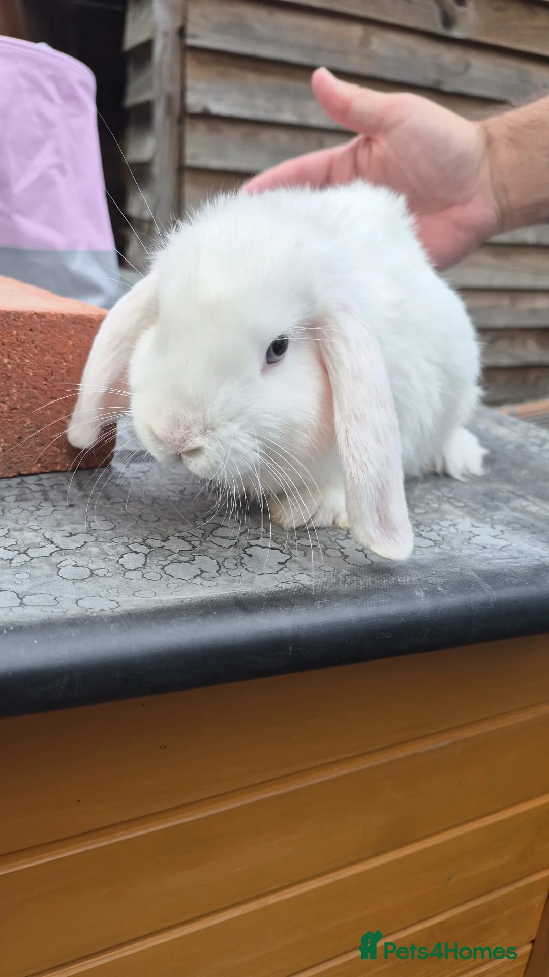 Mixed Breed rabbits for sale: Mini lop/lion head Rabbits  - Advert 2