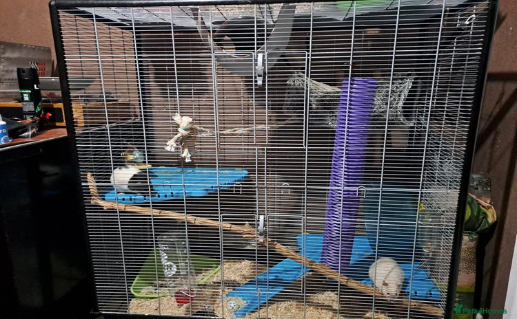 Rat rodents - Advert 6