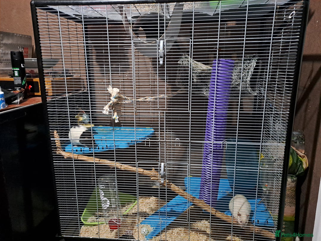 Rat rodents for sale: 2 male dumbo rats and cage  - Image 1
