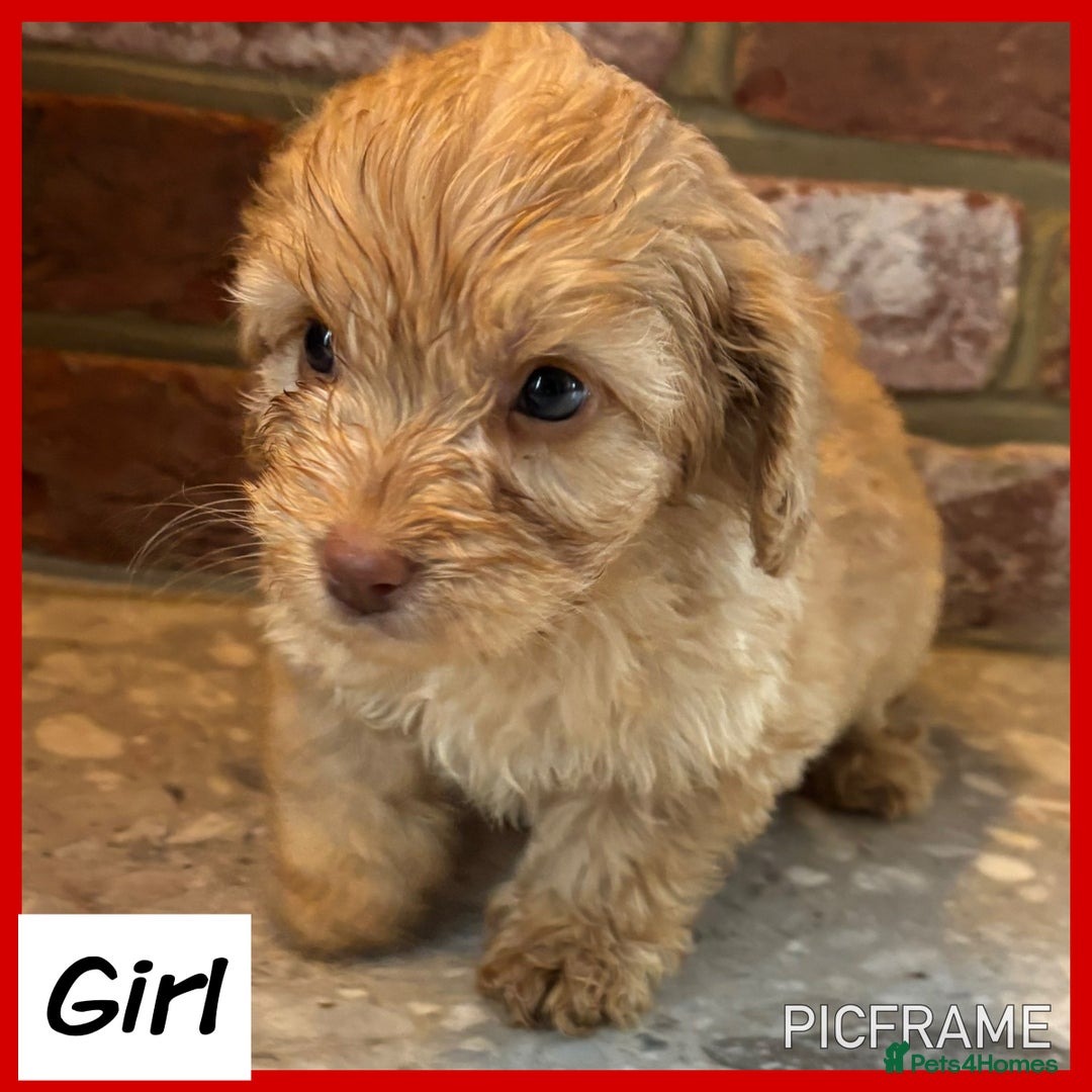 Cockapoo dogs for sale: 💙💗OUTSTANDING F1B COCKAPOOS💗💙 ready 16th jan - Advert 15