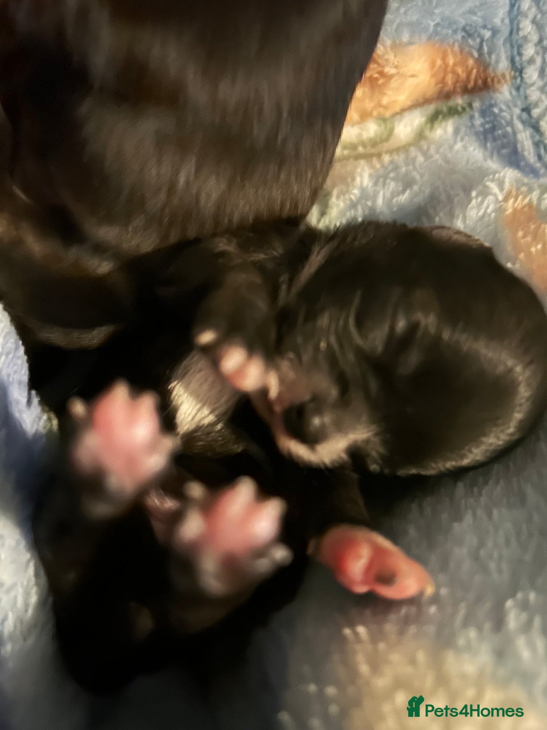 Pomchi dogs for sale: 2 beautiful tiny little Pomchi girls - Image 14