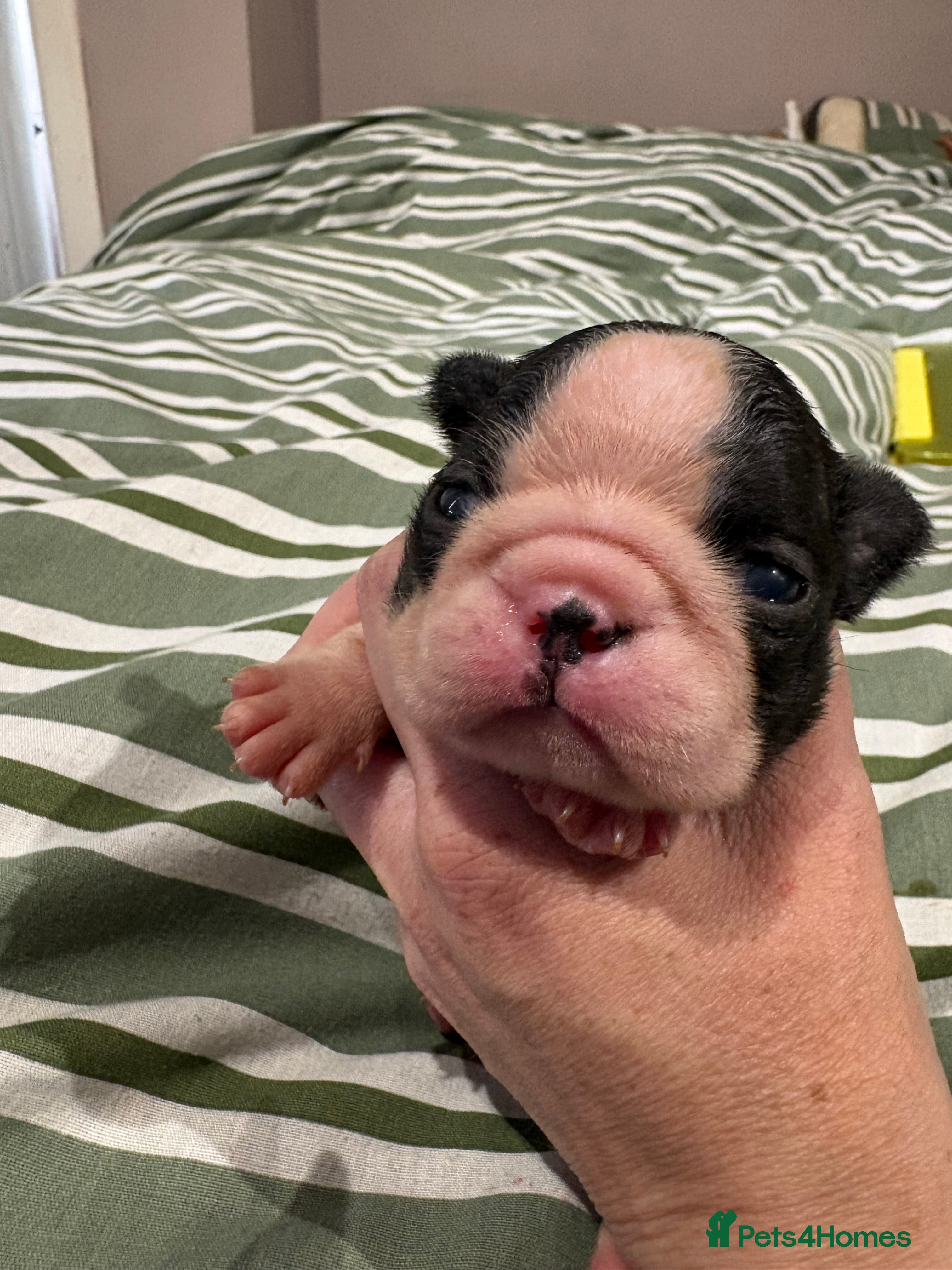 Boston Terrier dogs Kc reg Boston terriers  - Advert 2