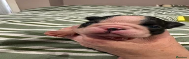 Boston Terrier 4