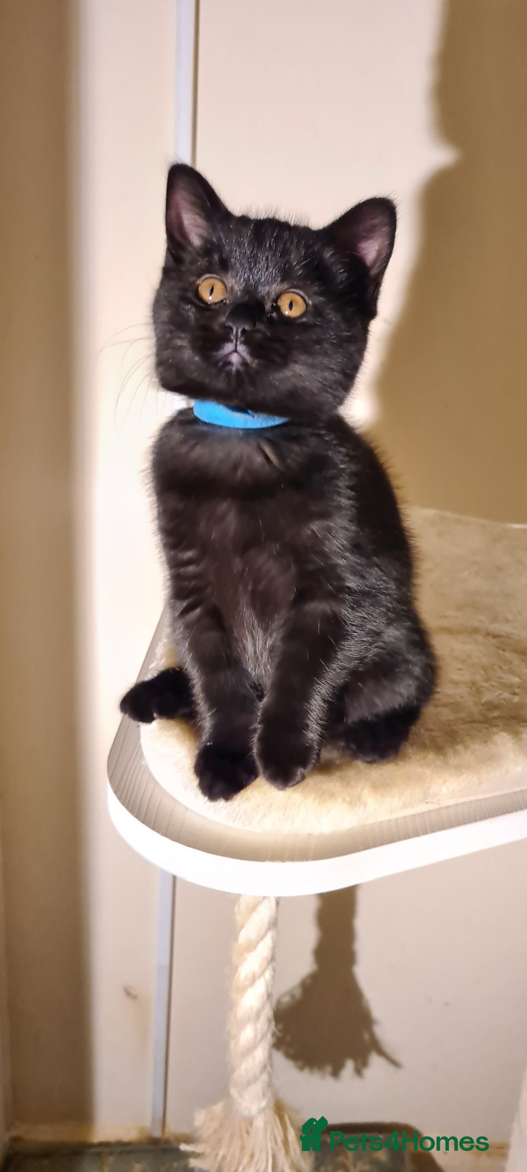 British Shorthair cats for sale: British shorthair black and blue kittens - Advert 19