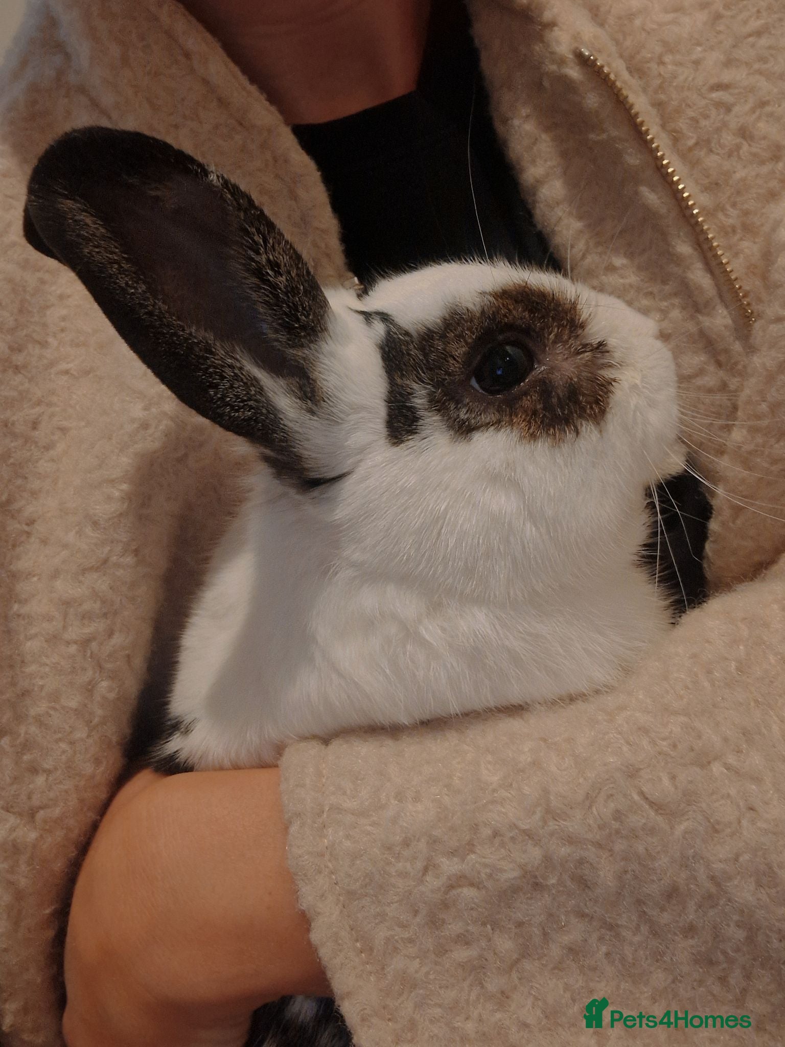 Dutch rabbits FREE MALE BUNNY - Advert 1