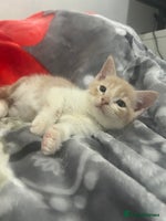 Mixed Breed cats - Advert 14