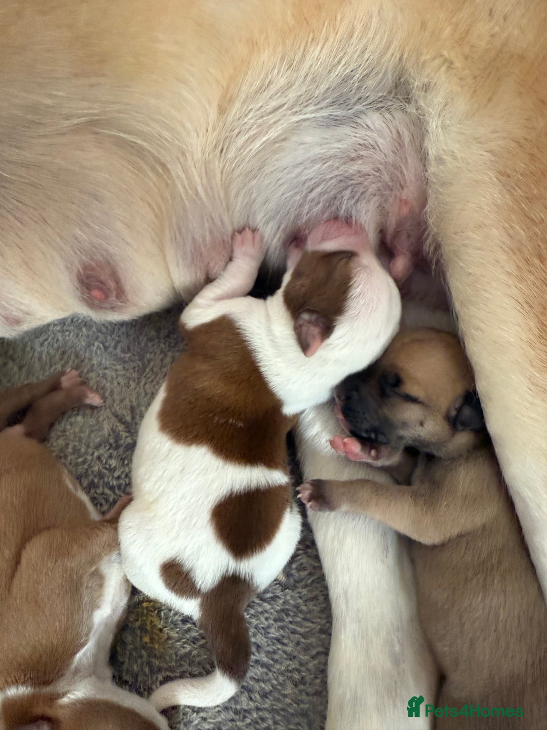 Mixed Breed dogs for sale: 1 puppy  - Advert 7