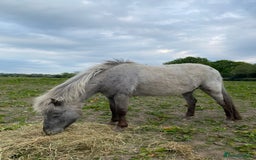 Appaloosa horses for sale: 4 yr old, project pony / lead rein  - Image 6