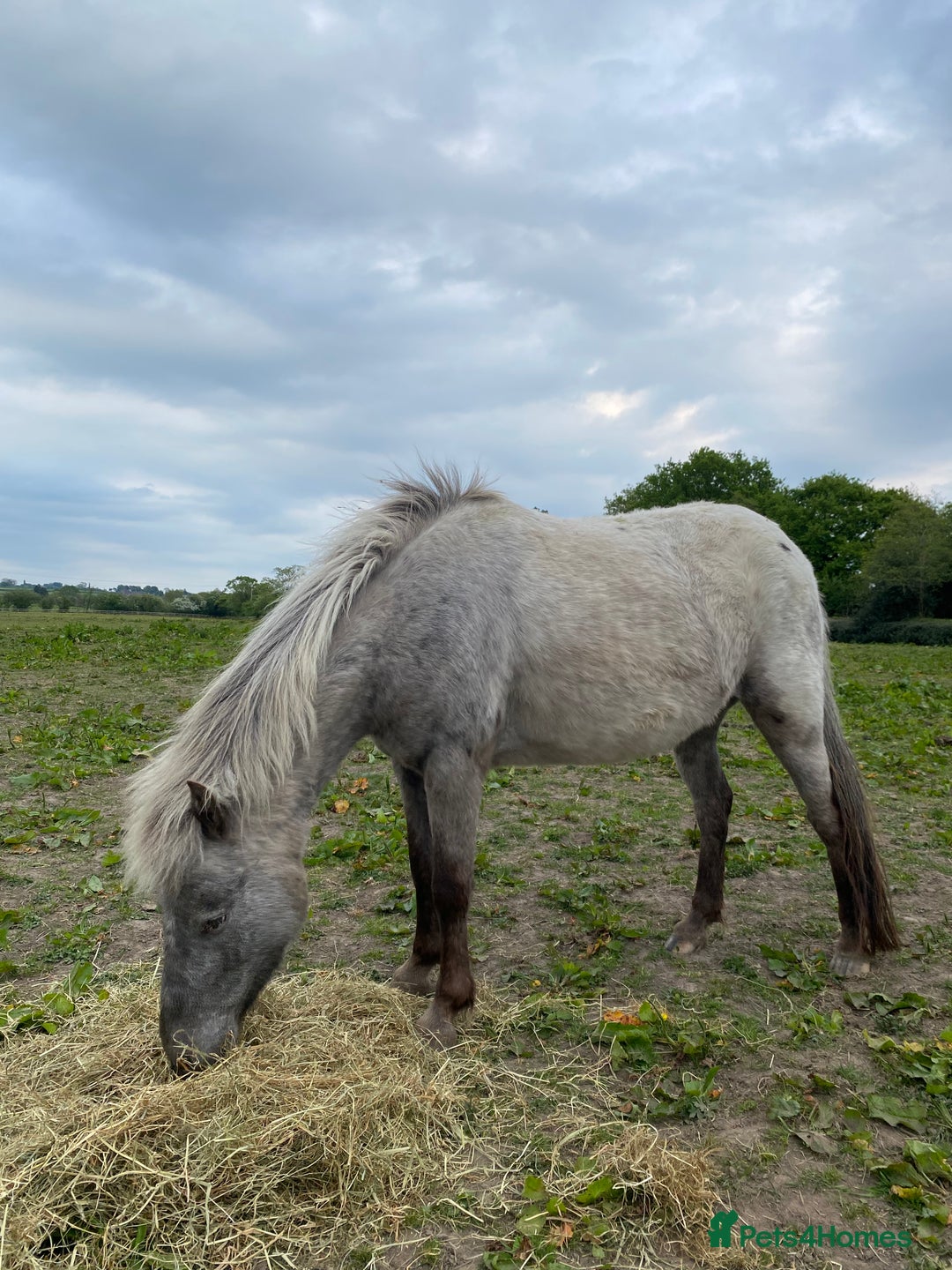 Appaloosa horses for sale: 4 yr old, project pony / lead rein  - Image 6