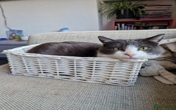 Mixed Breed cats for sale: Female cat - Image 1