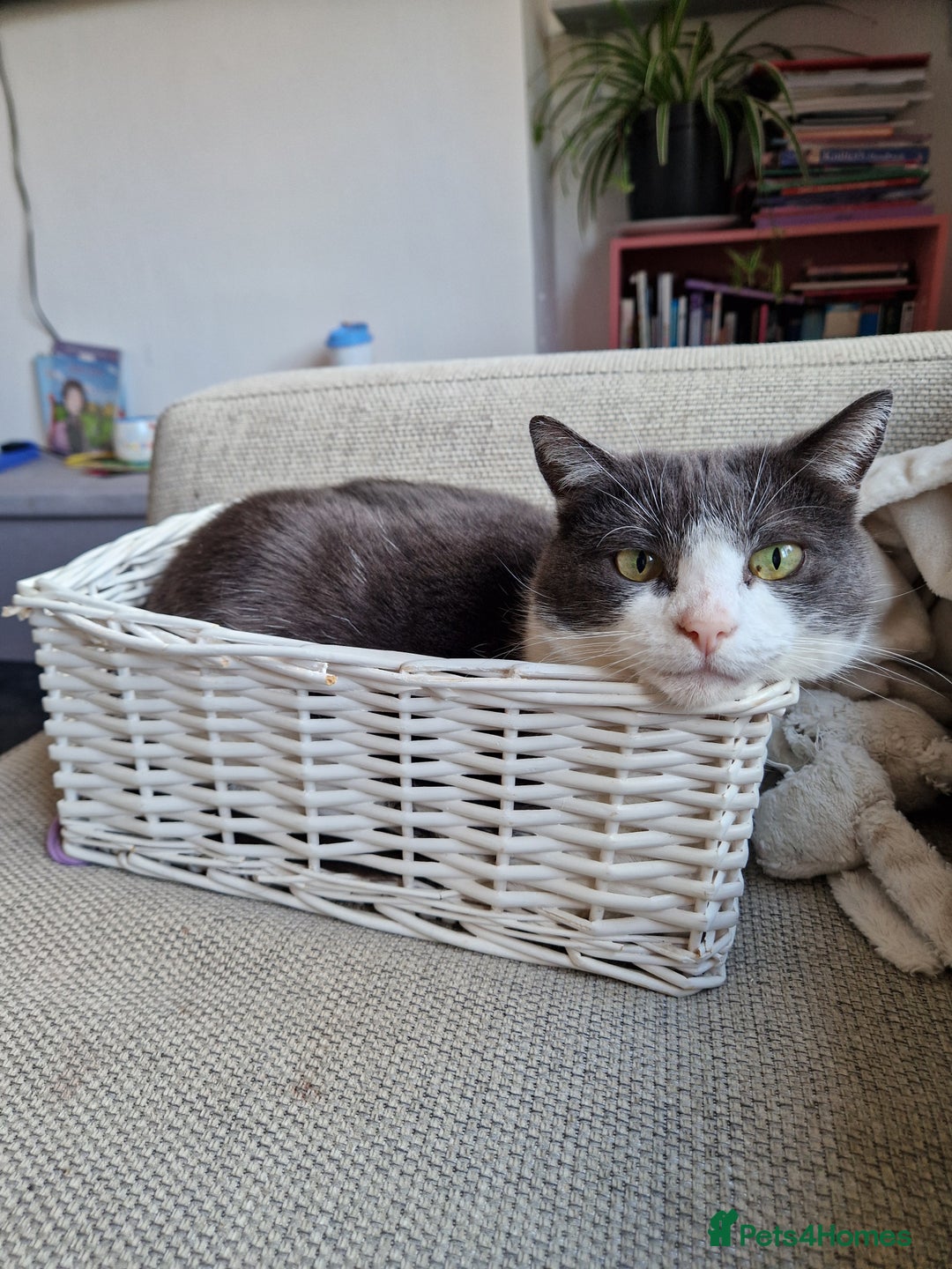Mixed Breed cats for sale: Female cat - Image 1