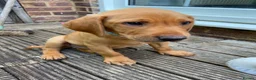 Labrador Retriever dogs for sale: Labrador Puppy needs a new home - Advert 4