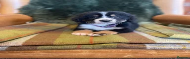 Bernese Mountain Dog 8