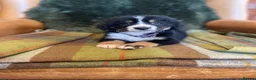 Bernese Mountain Dog dogs for sale: Stunning puppies! - Advert 11