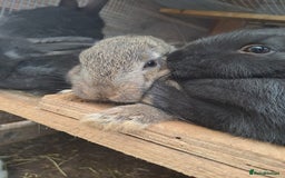 New Zealand rabbits for sale: Calm & Friendly New Zealand Kits - Image 1