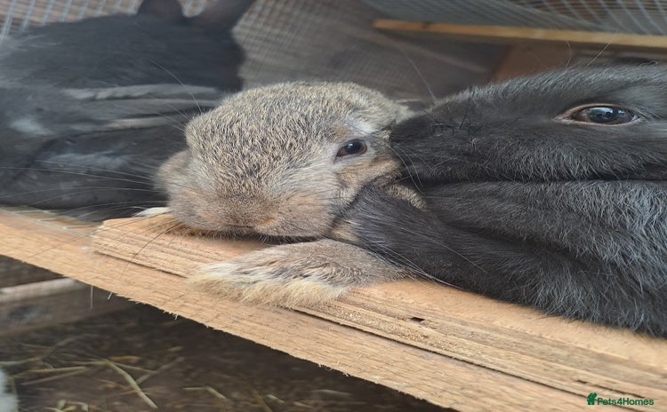 New Zealand rabbits - Advert 1
