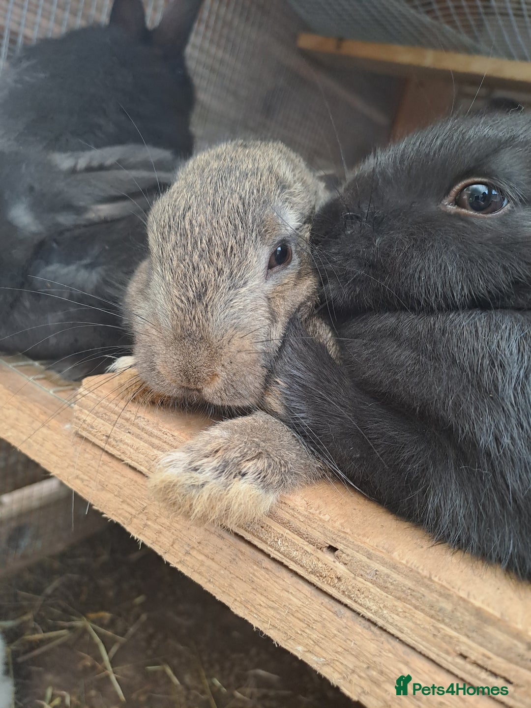 New Zealand rabbits for sale: Calm & Friendly New Zealand Kits - Image 1