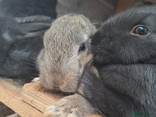 New Zealand rabbits - Advert 1