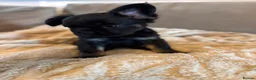 French Bulldog dogs for sale: Fluffy French bulldogs - Advert 26