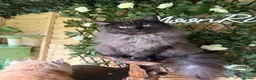 Maine Coon cats for sale: Stunning active reg girl in Westcliff-on-Sea - Advert 4