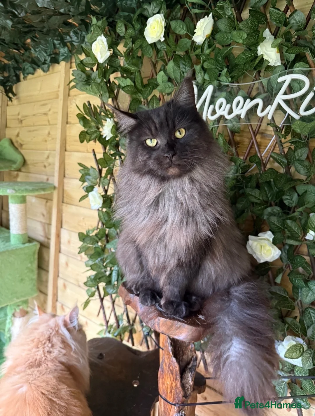 Maine Coon cats for sale: Stunning active reg girl in Westcliff-on-Sea - Advert 4